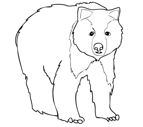 Young Grizzly Bear Coloring Page